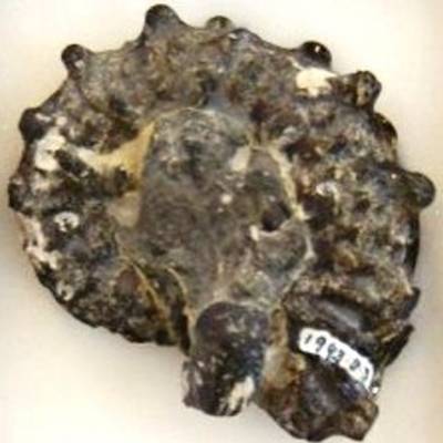 Gault Caly ammonite preserved in phosphatic nodule.