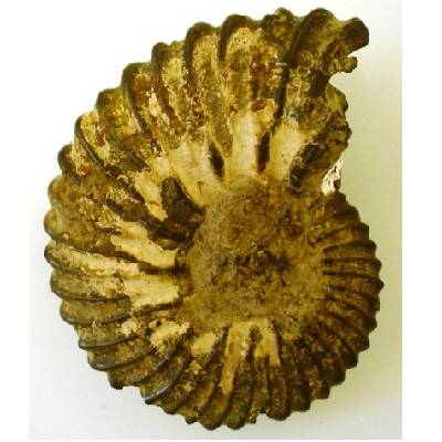 Gault Clay ammonite: 