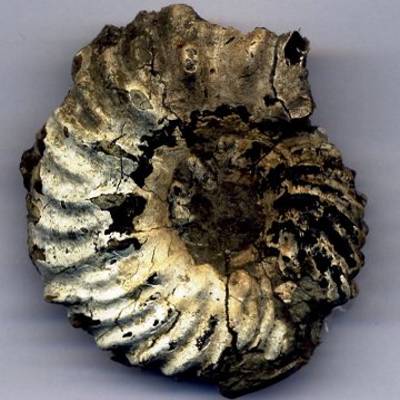 Ammonite from the Lower Gault Clay: Hoplites bonarelli