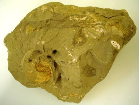 Typical block of pale grey Gault Clay with fossils.