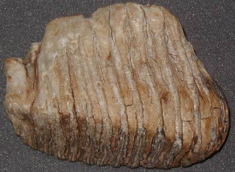A mammoth tooth is a rarer find and, if found, should be kept wet by wrapping in a wet tea-towel or similar.