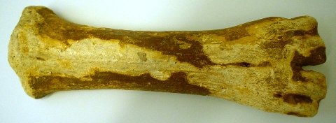 Bison limb bone