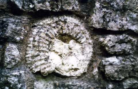 Portland ammonite