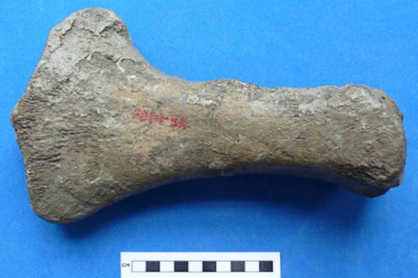 Humerus of a large plesiosaurs