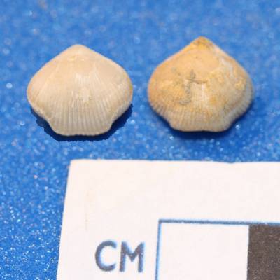 Shenley Limestone. Brachiopod: Burrirhynchia leightonesis. Mundays Hill, Bedfordshire.