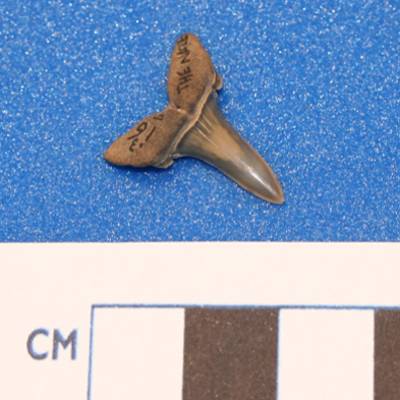 Shark tooth, London Clay.
