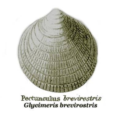 Bivalve Glycimeris [Pectunculus] brevirostris, London Clay