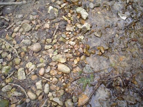 A mix of well rounded pebbles in the stream-bed, Local flints and far travelled sandstones and 'Bunter' pebbles from the Midlands. These are typical of the Quaternary age, Winter Hill gravels which underlay the areodrome.