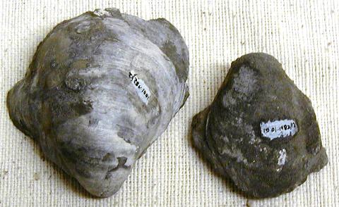 The large oyster, Gryphaea, evolved a broader morphology through the period of Oxford Clay deposition, 
to support it on the increasingly soft mud seafloor.