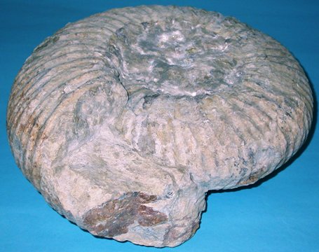 A fine example of the common Portlandian Ammonite 