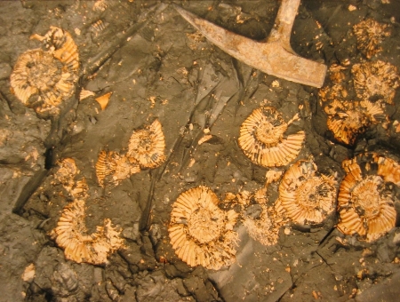 In the fresh Lower Kimmeridge Clay, iridescent ammonites were abundant.